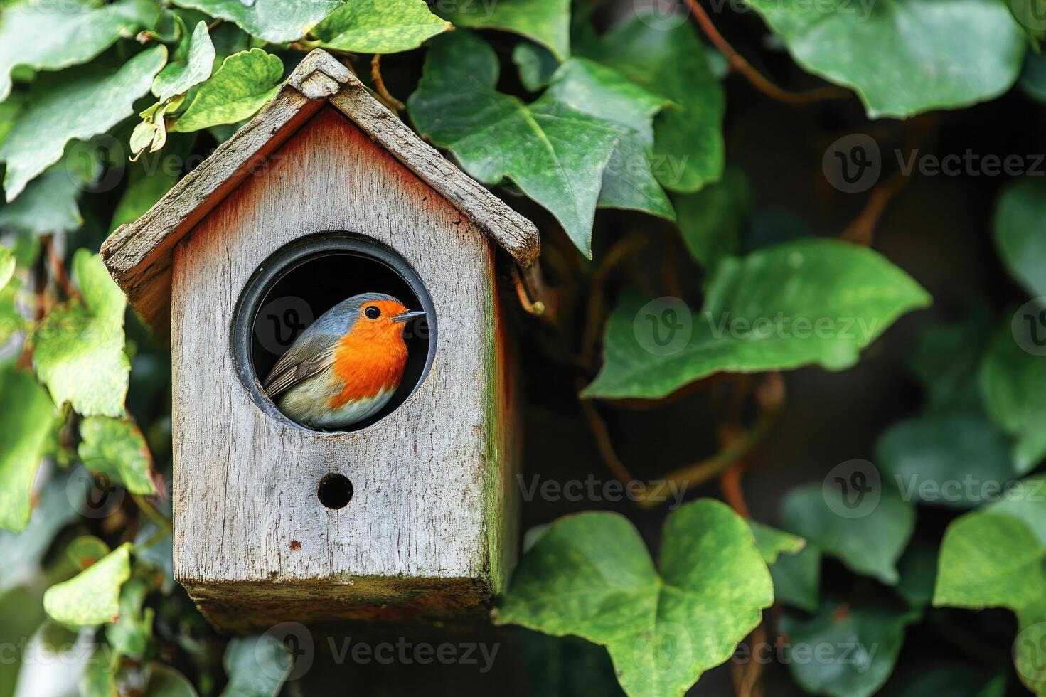 European robin perching inside wooden birdhouse on ivy wall photo