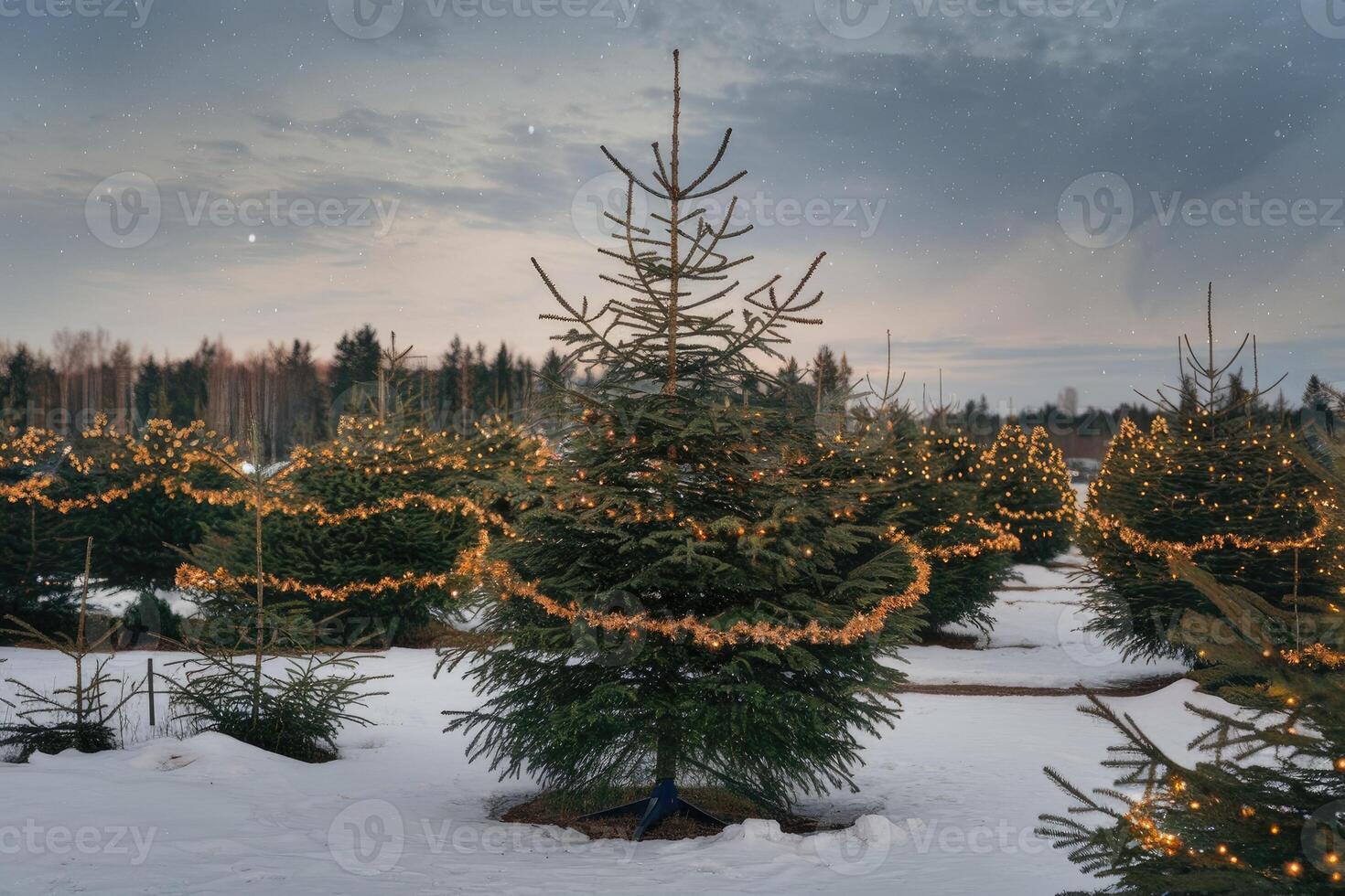Christmas trees decorated with fairy lights in snowy field at twilight photo