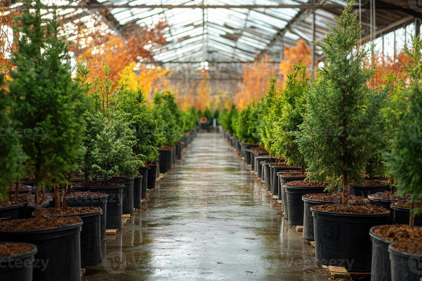 Potted conifer trees growing in greenhouse nursery getting ready for christmas season photo