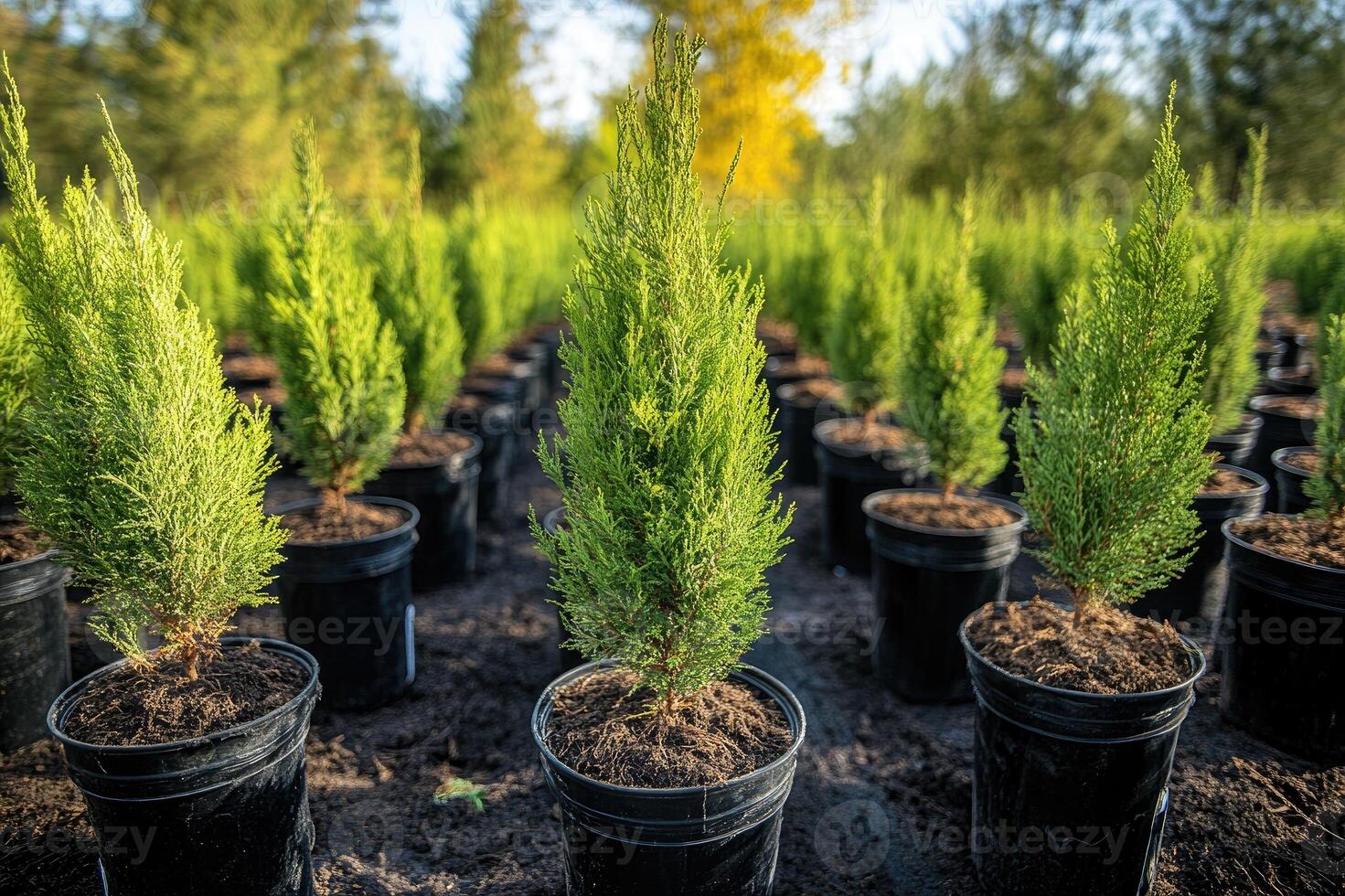 Small cypress or thuja trees growing in pots in tree farm nursery photo