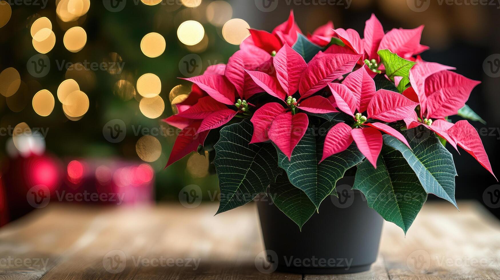 Pink poinsettia plant creating festive atmosphere on table with christmas tree lights in background photo