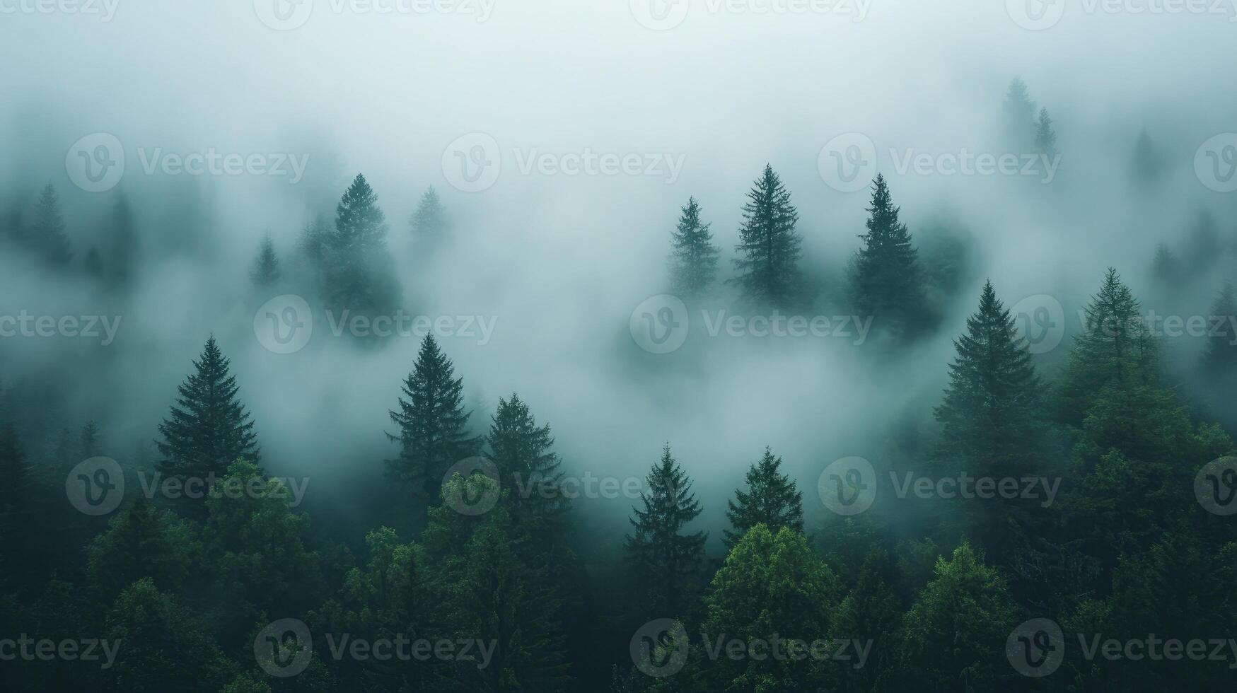 Evergreen forest covered by fog in the early morning photo