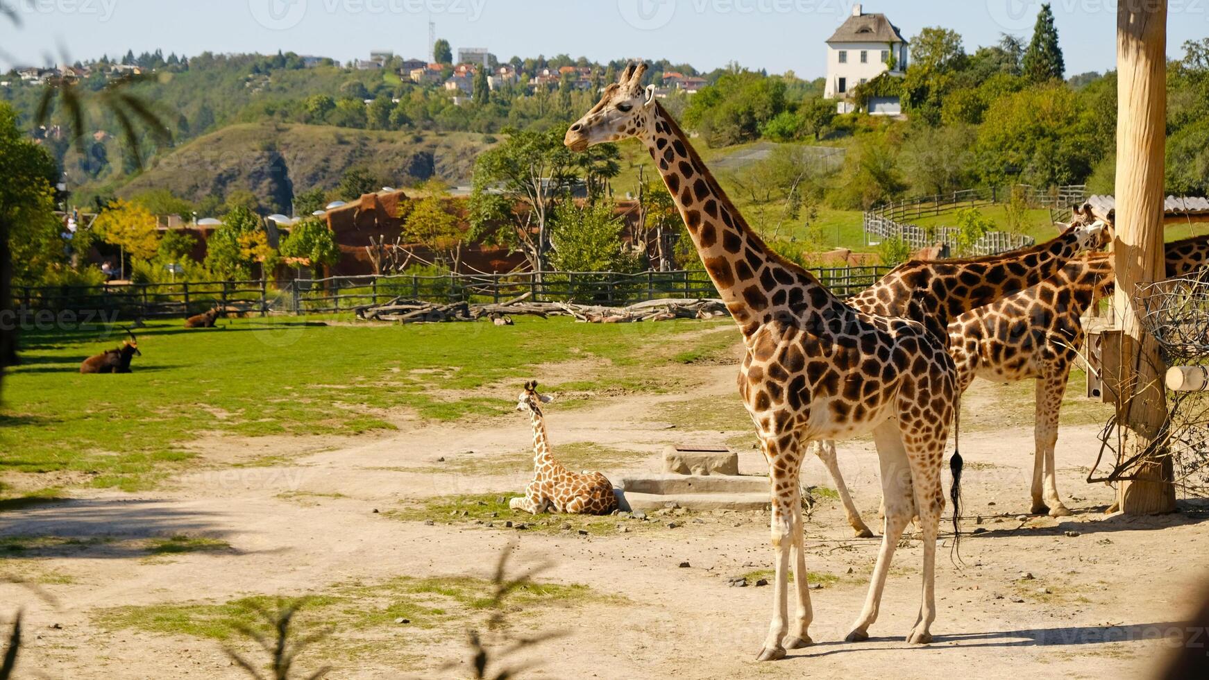 Giraffe eats tree branches. Giraffe - Giraffa camelopardalis - is African even-toed ungulate mammal, the tallest and the largest ruminant. Prague Zoo. photo