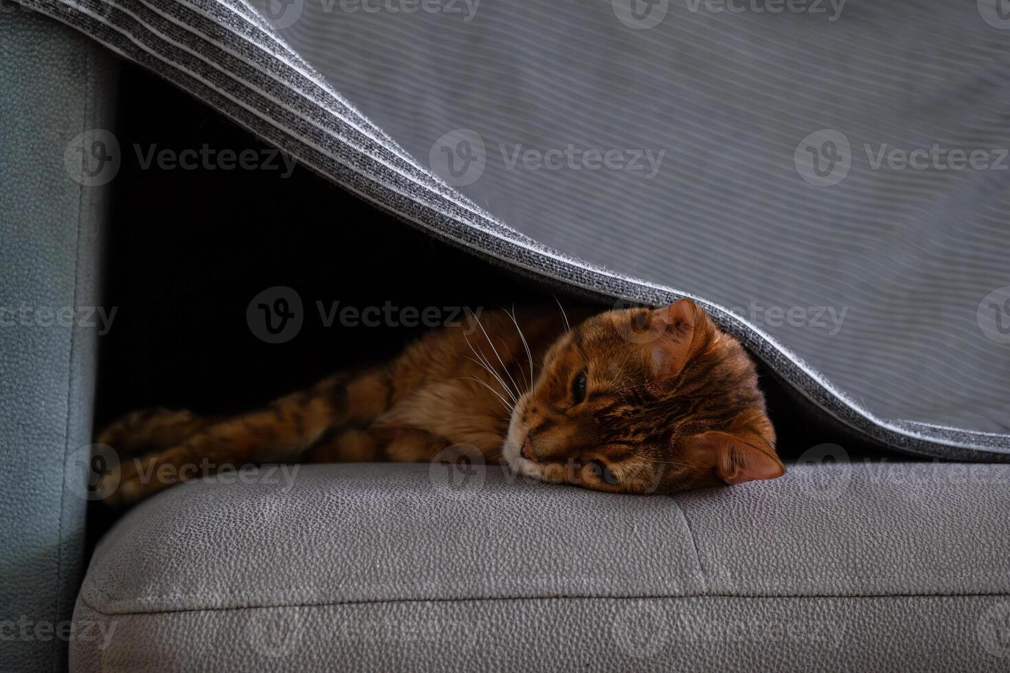 Funny lazy cat lounging beneath blanket on couch. photo