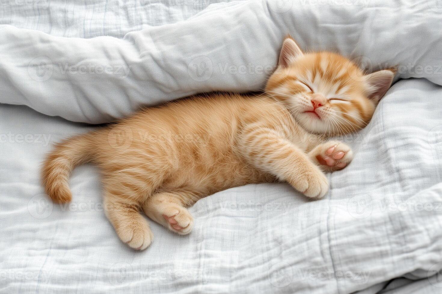 Cute Kitten Sleeping on Soft White Blanket photo