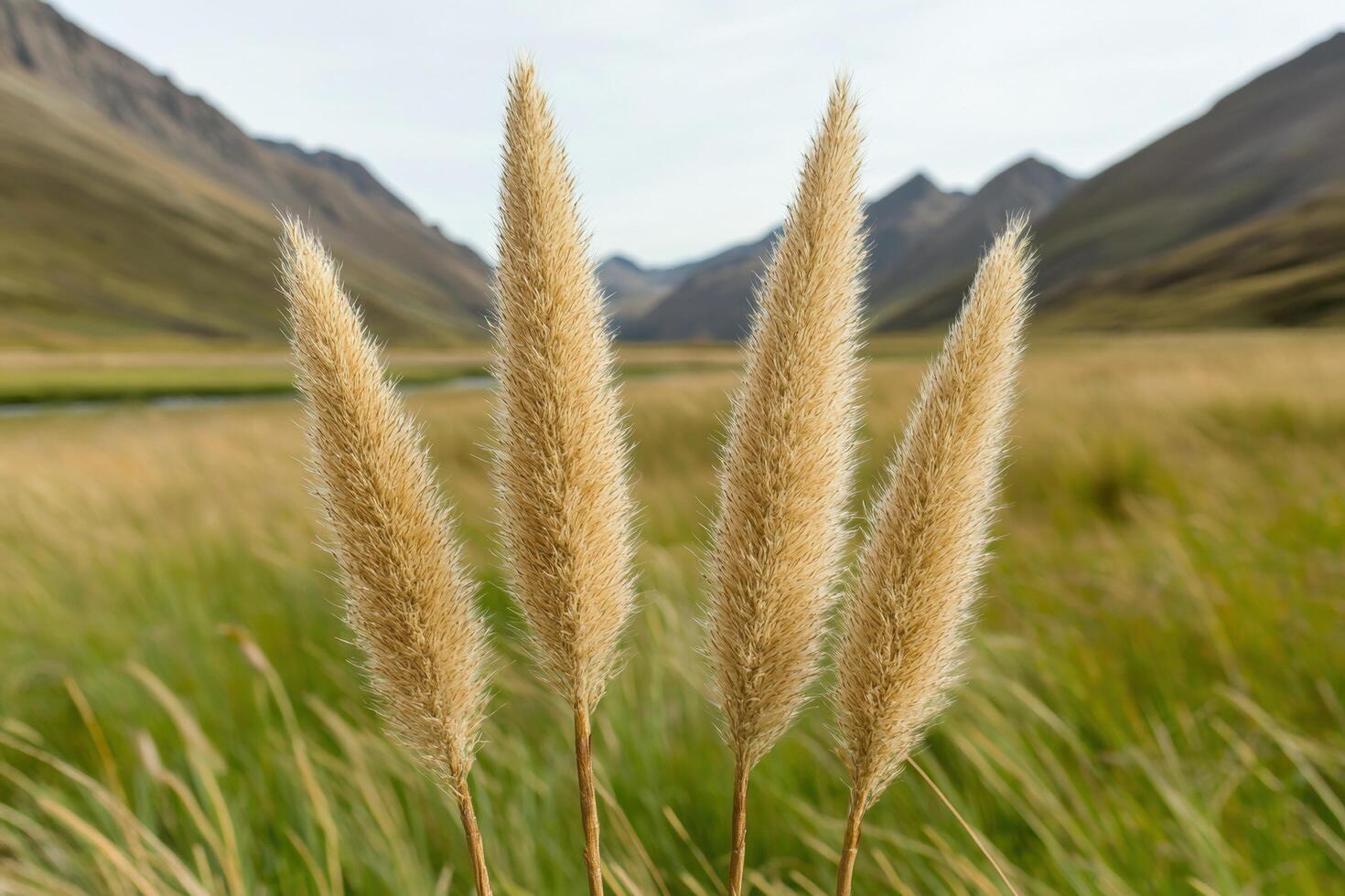 golden grass in mountain meadow photo