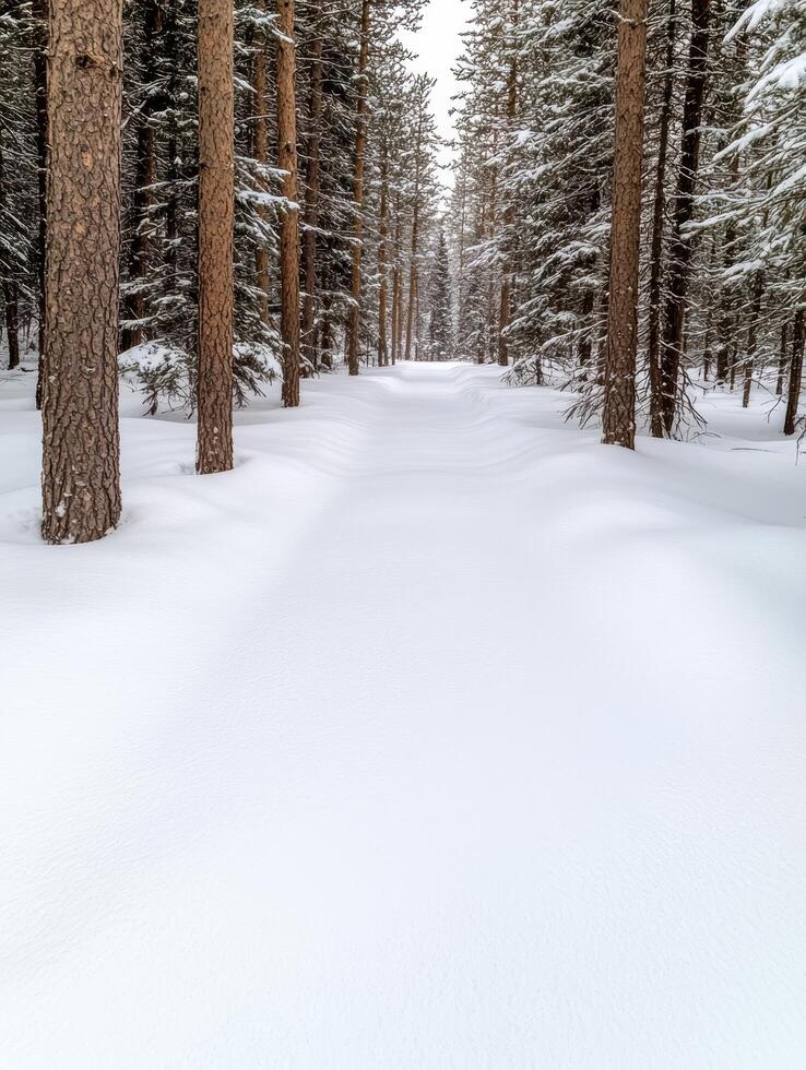 Snowy forest path in winter wonderland photo