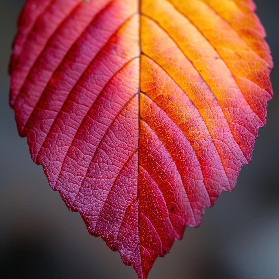 Vibrant autumn leaf close up photo
