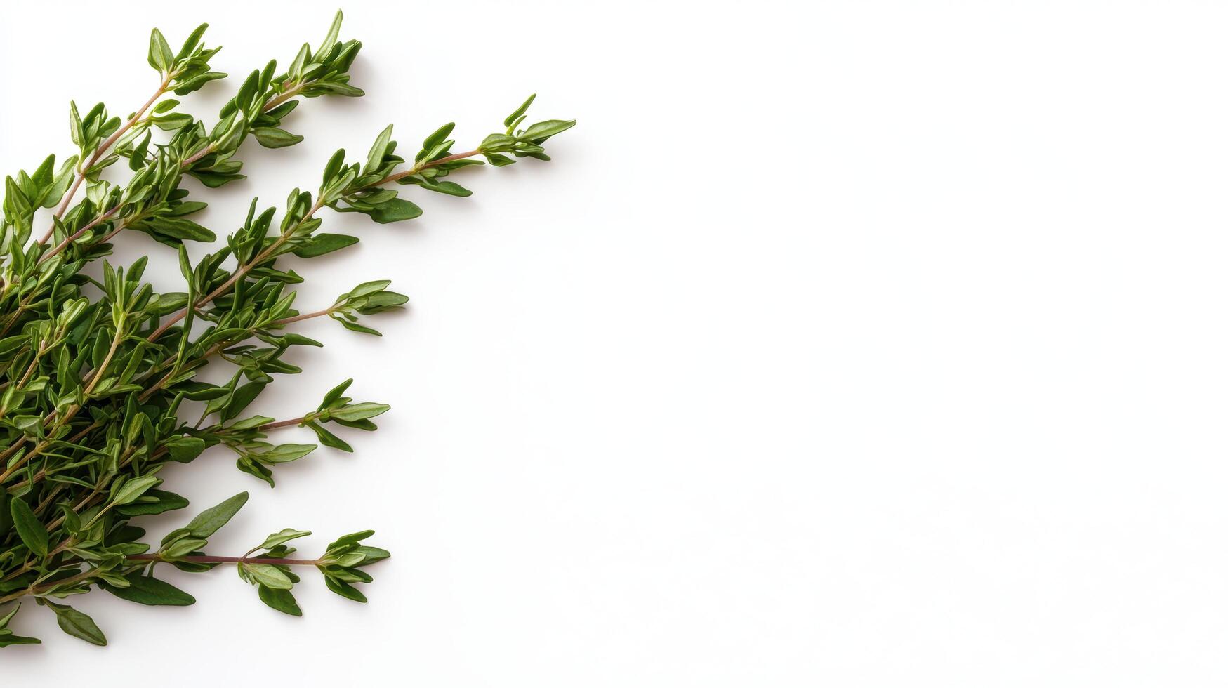 fresh green thyme herb branches on white background photo