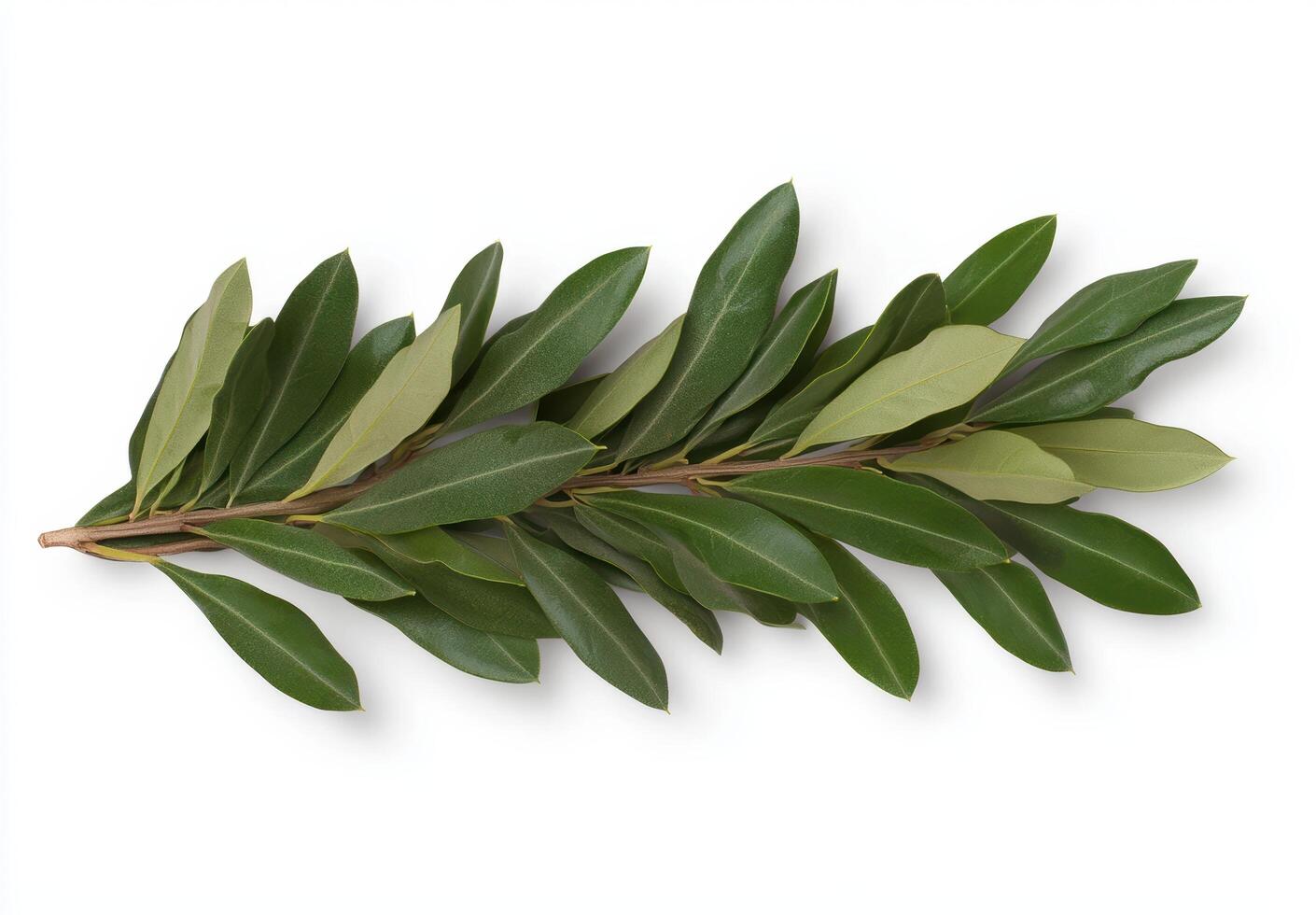 Fresh green bay leaves on white background photo