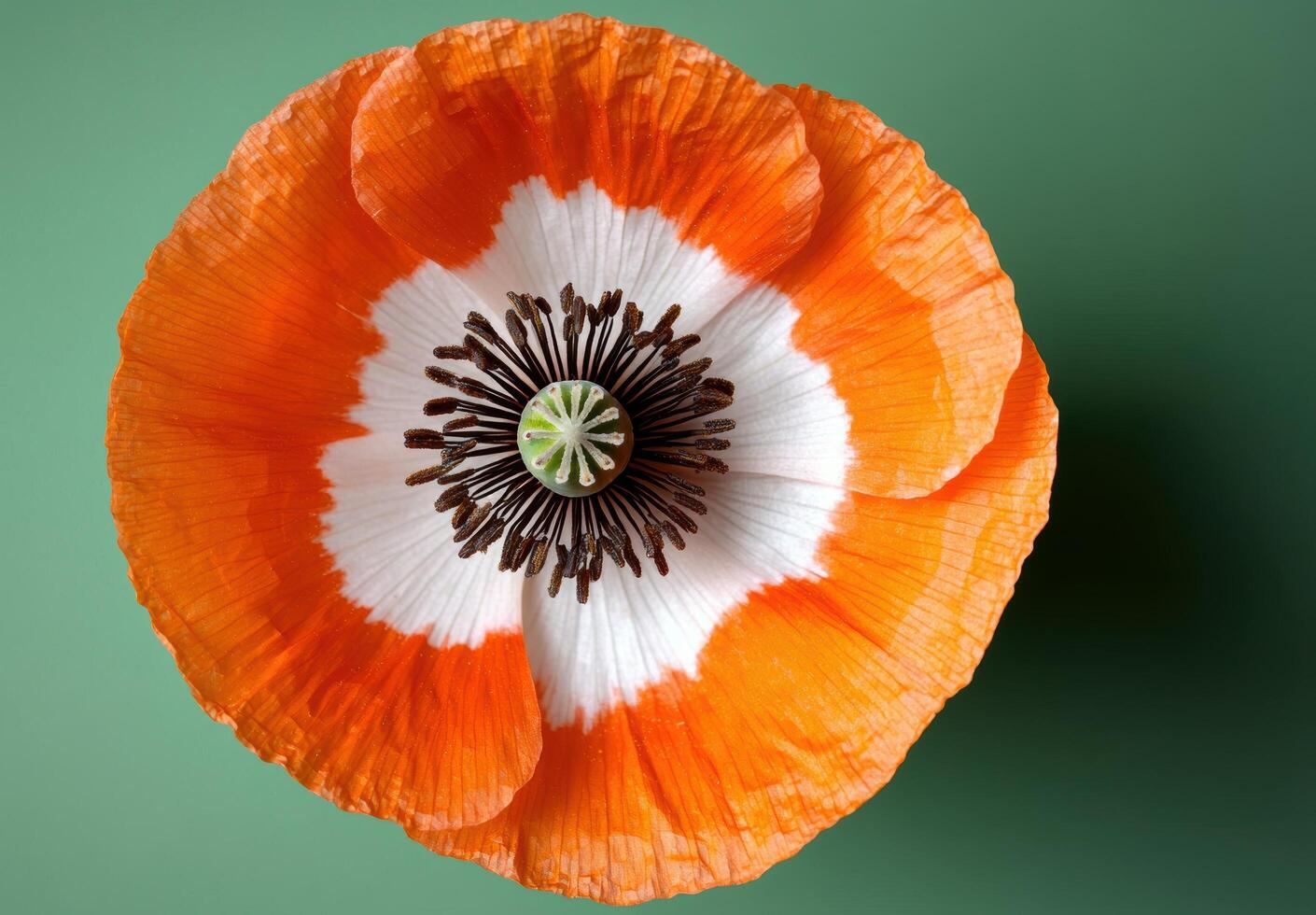 Vibrant orange poppy flower close up photo