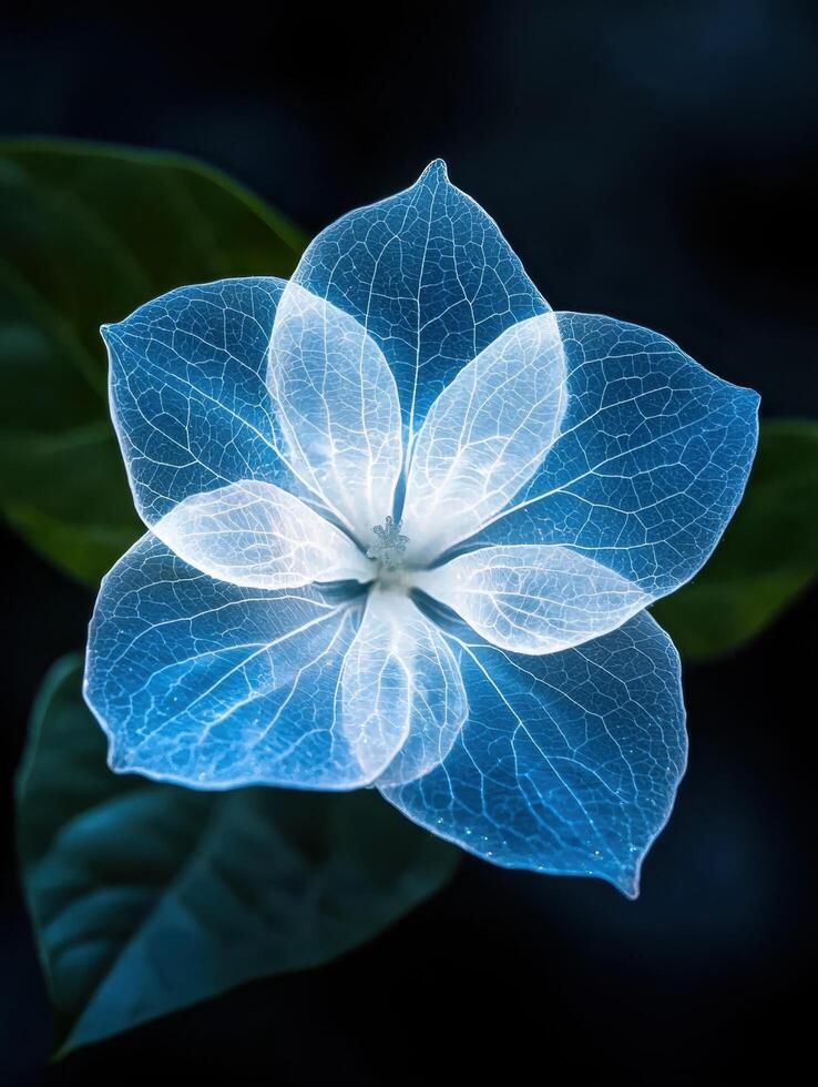 Ethereal blue flower with intricate veining photo