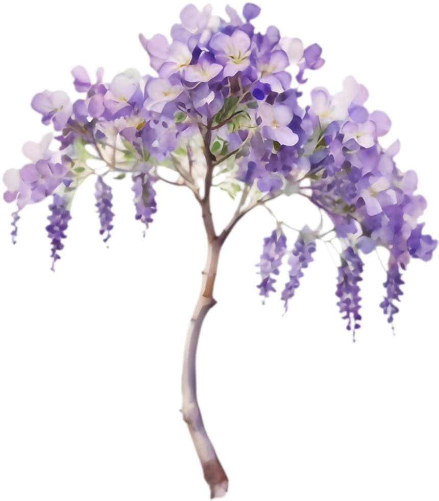 Beautifully illustrated Jacaranda flower clipart in watercolor. . png