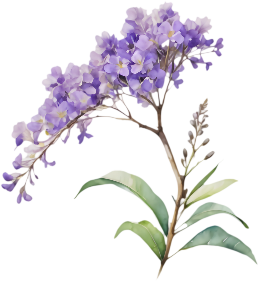 Jacaranda watercolor clipart with artistic floral beauty. . png