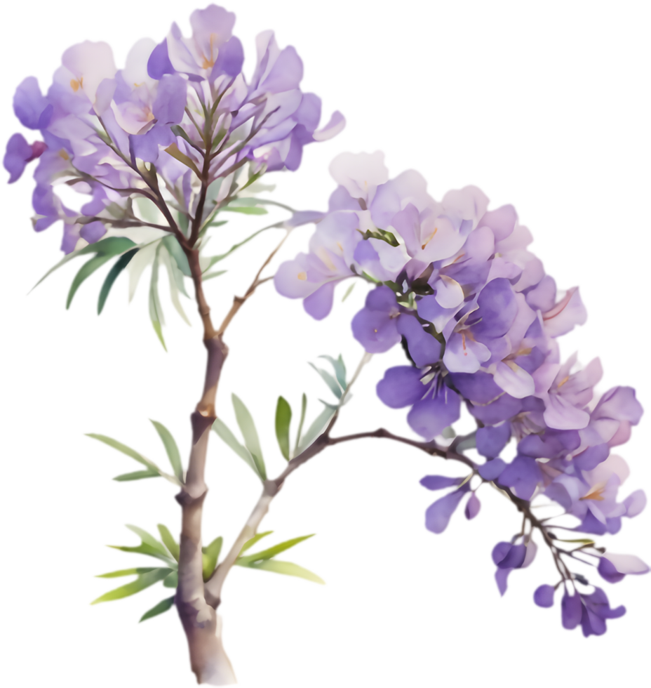 Beautiful watercolor Jacaranda flower clipart illustration. . png