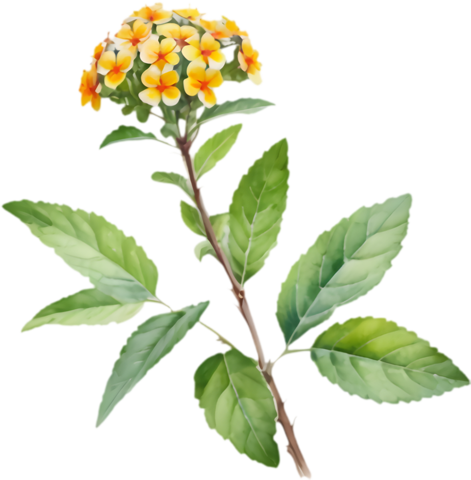 Artistic watercolor Lantana flower clipart for floral designs. . png