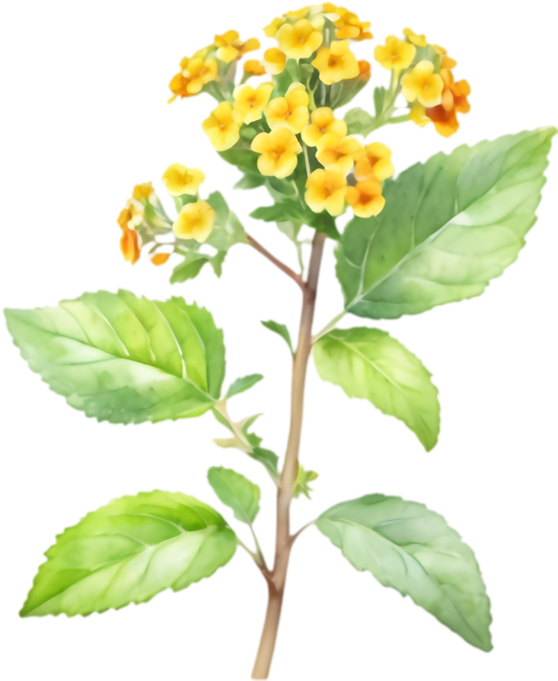 Lantana camara flower clipart in watercolor style. . png