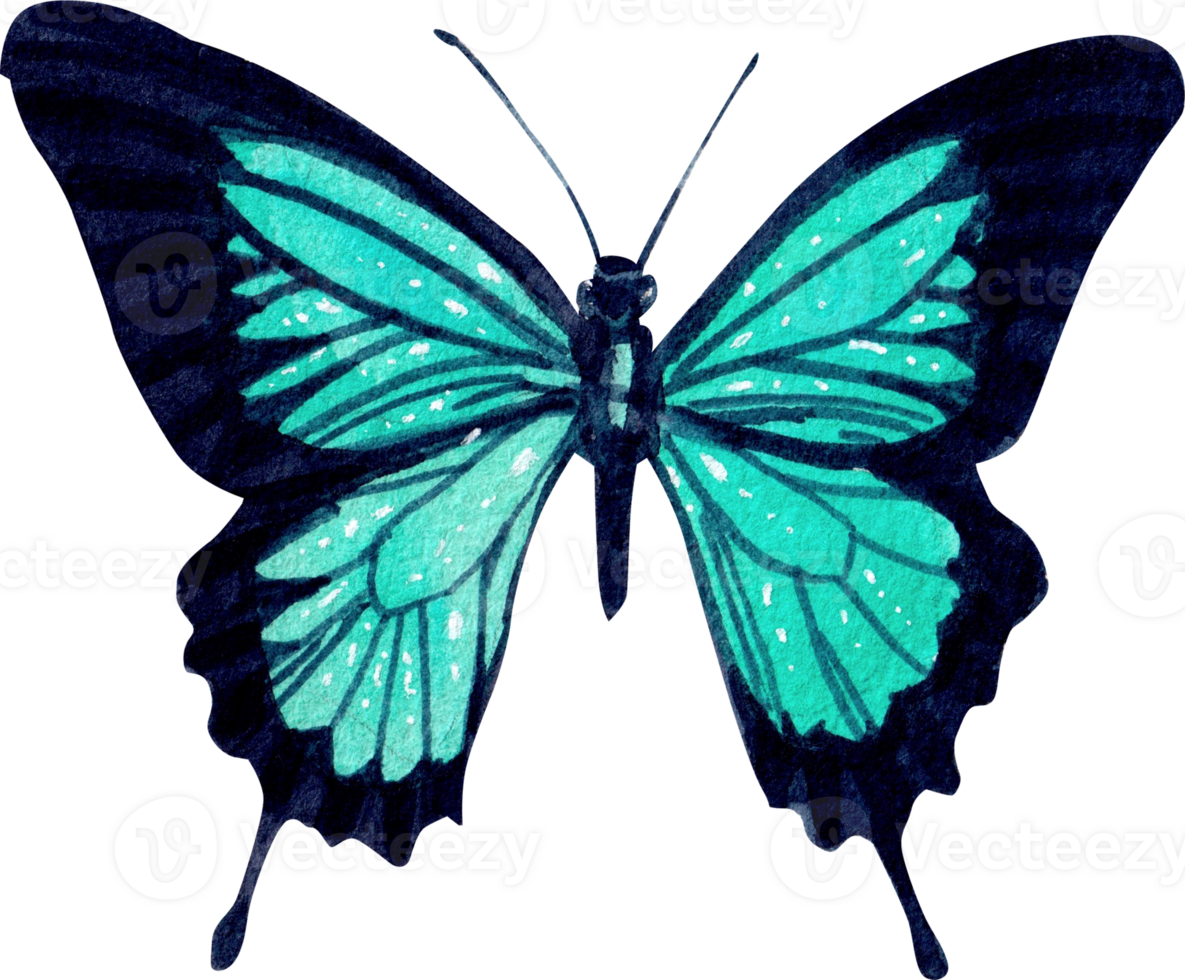 Dark blue butterfly, wings spread, top view, watercolor painting hand-drawn illustration png
