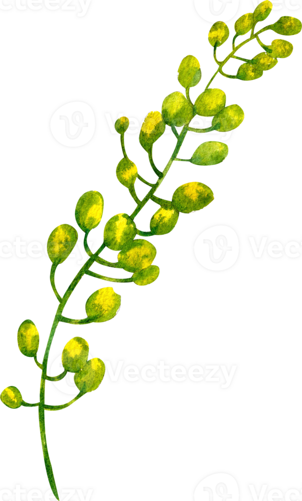 Stems of pennycress mini coin, watercolor painting hand-drawn illustration png