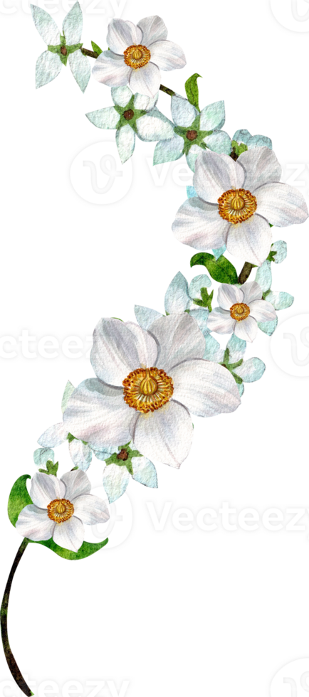 White anemone flower, bouquet, watercolor painting hand-drawn png