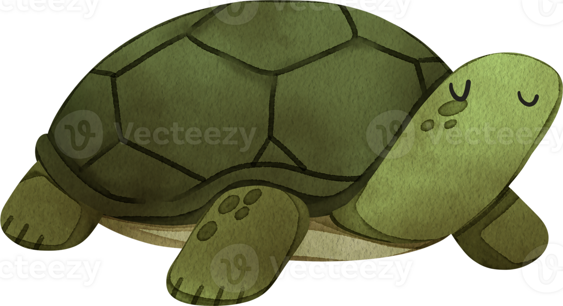 A turtle is peacefully walking and happy, hand-drawn watercolor illustration png