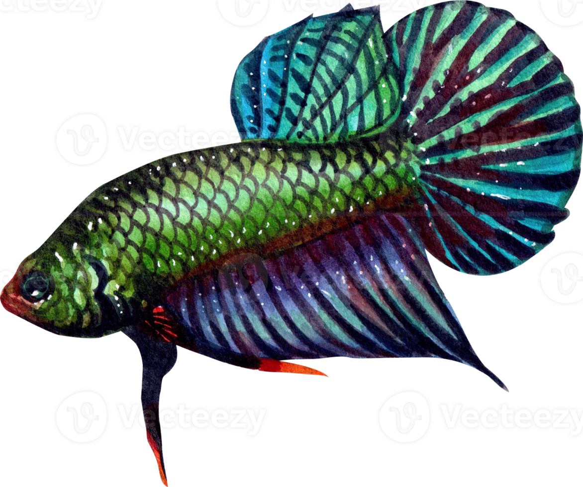 betta smaragdina siamese wild bettas watercolor painting hand-drawn illustration png