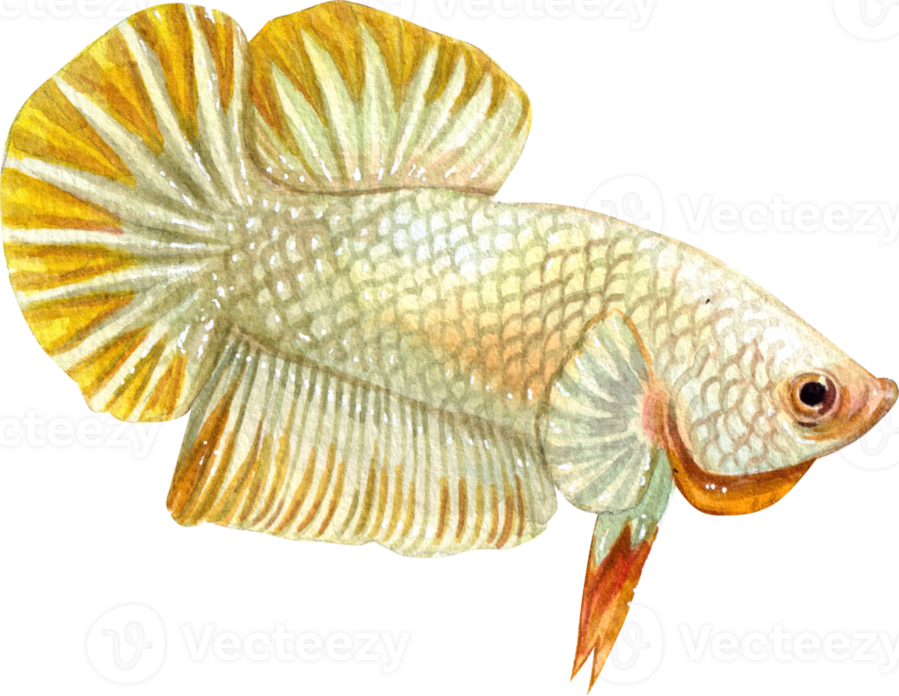 yellow betta siamese wild bettas watercolor painting hand-drawn illustration png