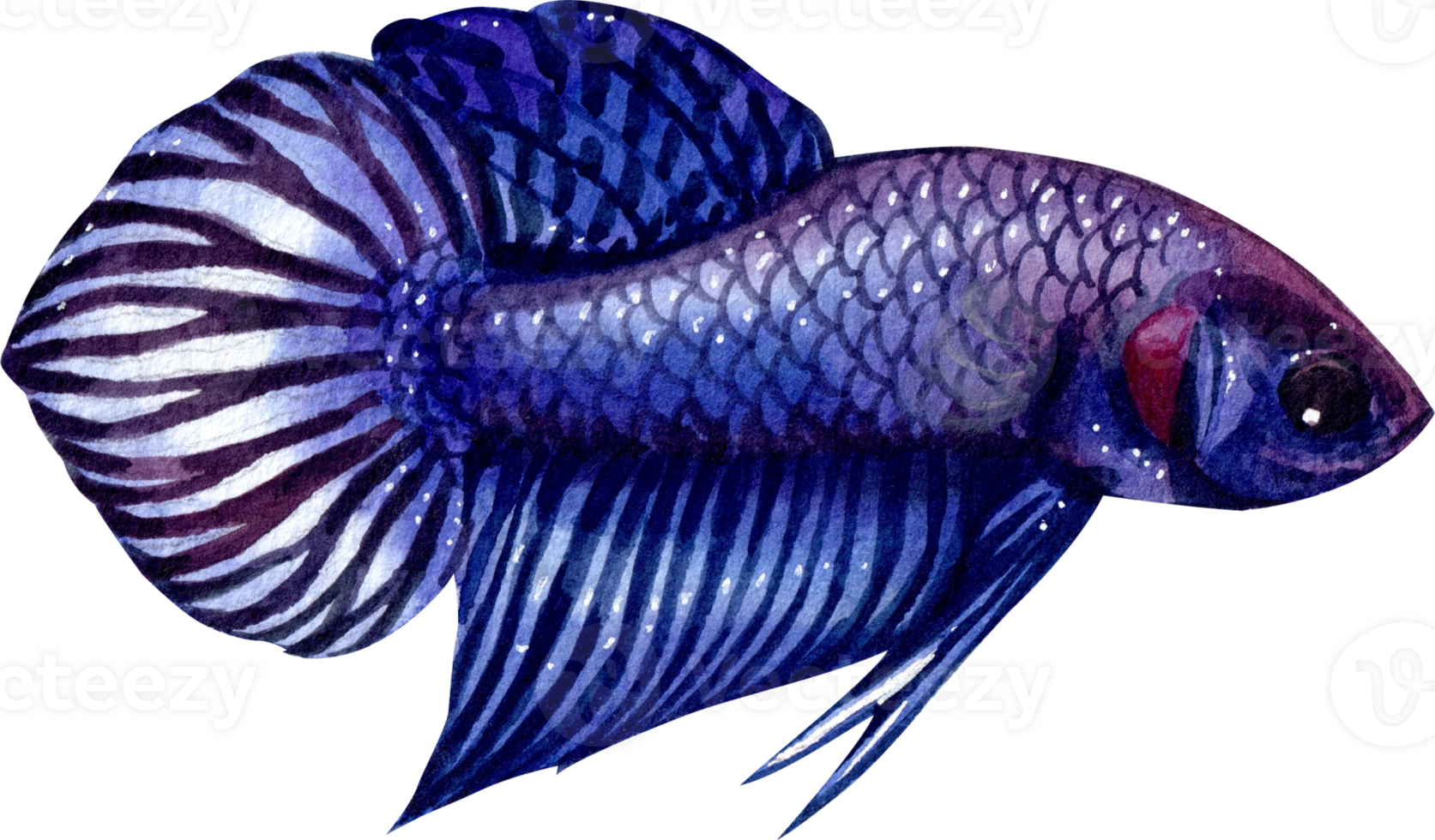 blue betta siamese wild bettas watercolor painting hand-drawn illustration png