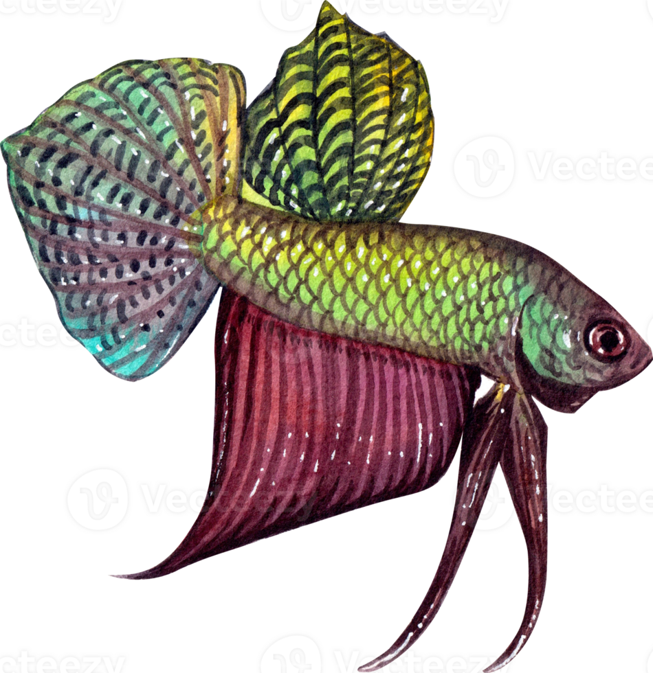 betta splendens siamese wild bettas watercolor painting hand-drawn illustration png