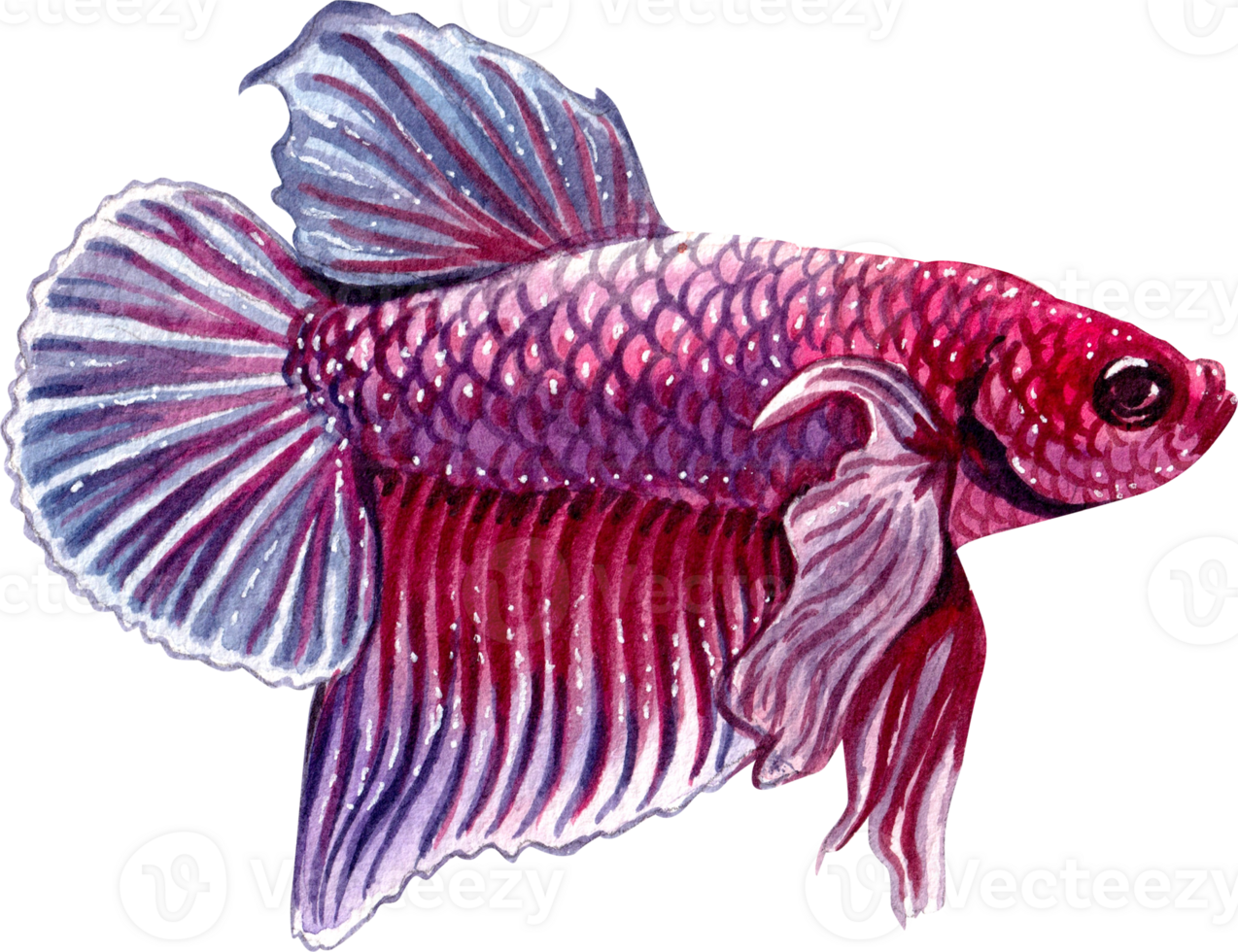 purple betta siamese wild bettas watercolor painting hand-drawn illustration png