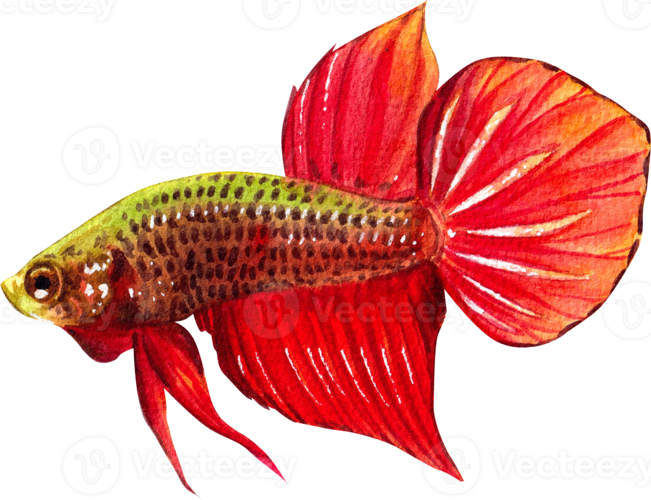 betta splendens siamese wild bettas watercolor painting hand-drawn illustration png