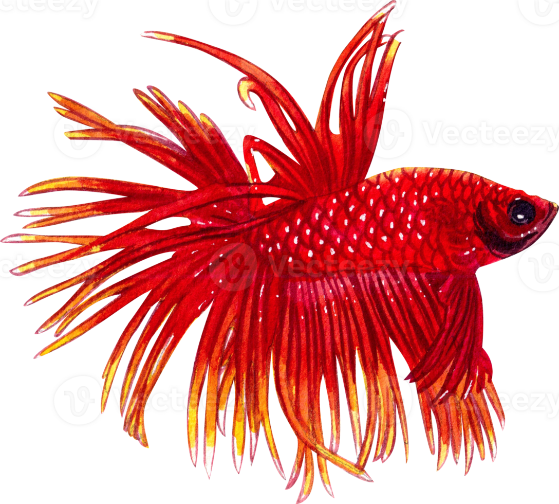 Beautiful Thai crown-tailed fighting fish siamese wild bettas watercolor painting hand-drawn illustration png