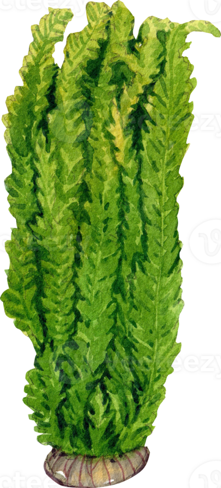 java fern aquarium plants watercolor painting hand-drawn illustration png