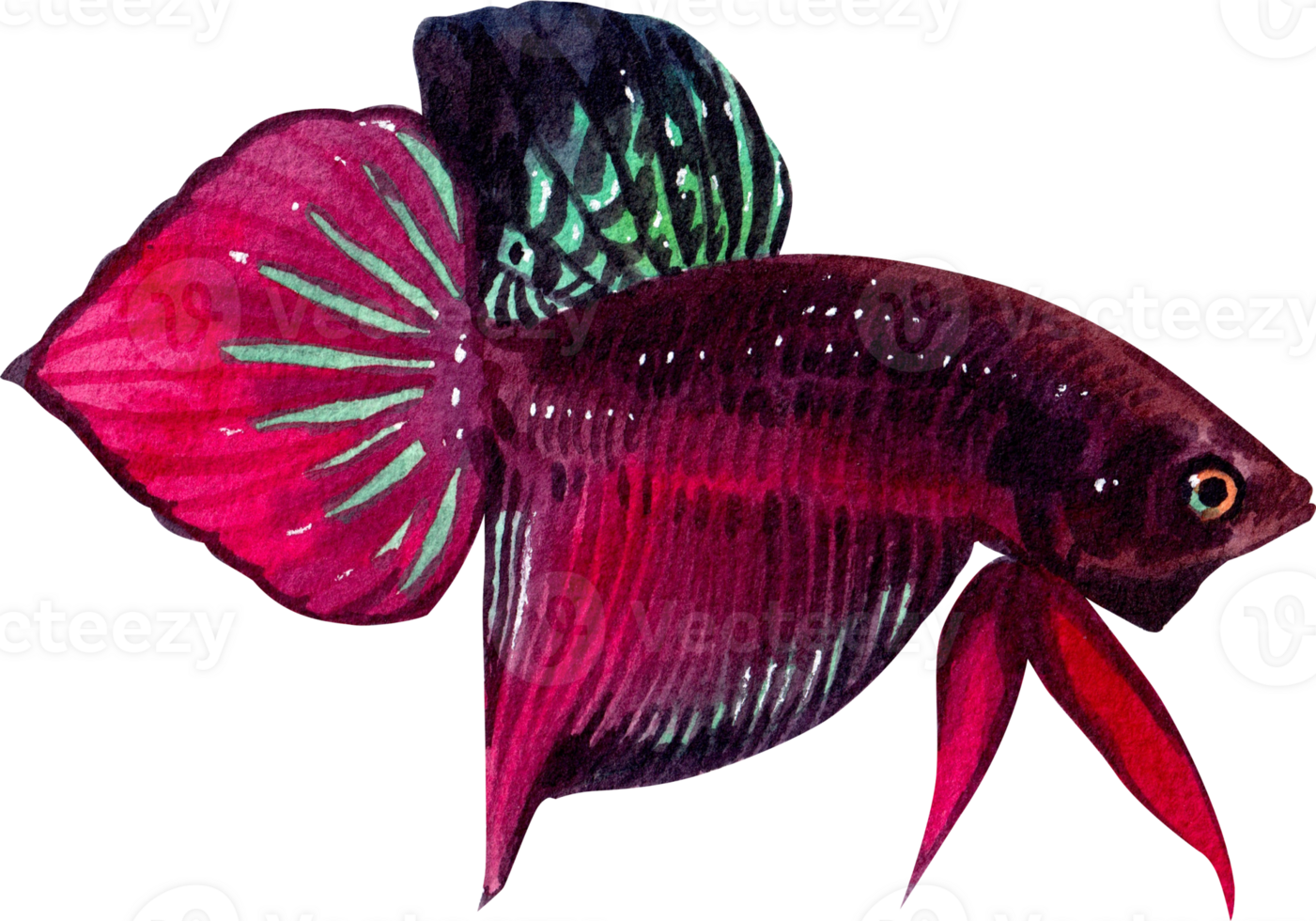 betta splendens siamese wild bettas watercolor painting hand-drawn illustration png