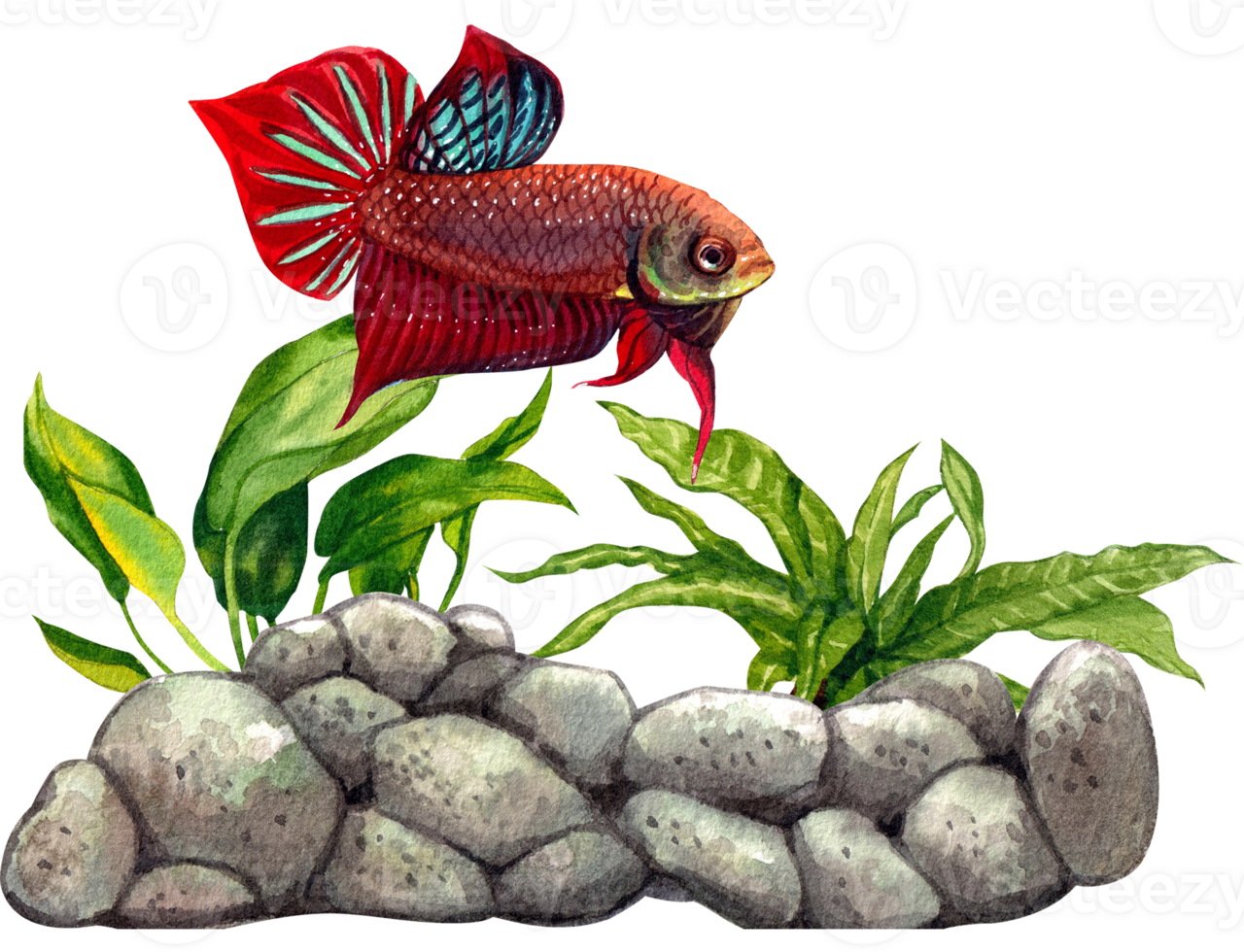 Dancing among the aquatic plants, the brightly colored Thai betta fish adds a touch of beauty to the scene. watercolor painting png