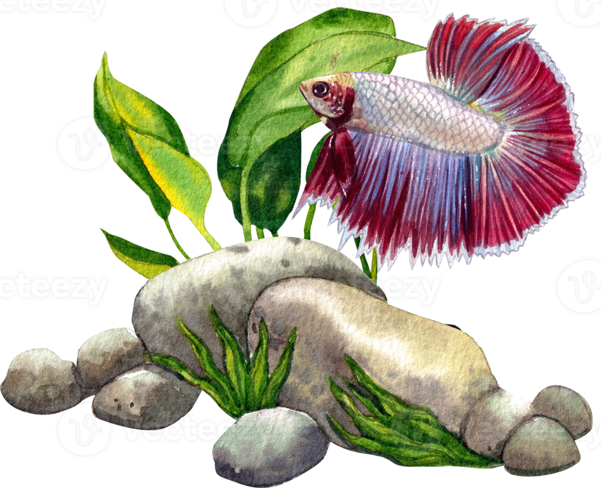 The Thai betta fish, with its striking colors, swims elegantly amidst the underwater greenery.watercolor painting png