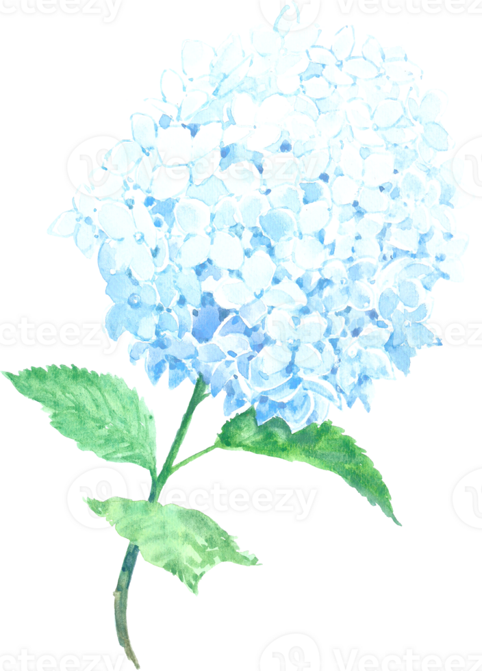 Hydrangea flower watercolor element png