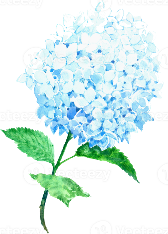 Hydrangea flower watercolor element png