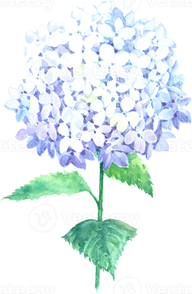 Hydrangea flower watercolor element png