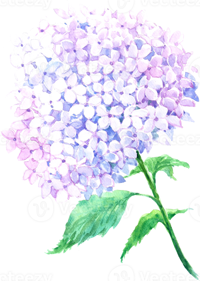 Hydrangea flower watercolor element png