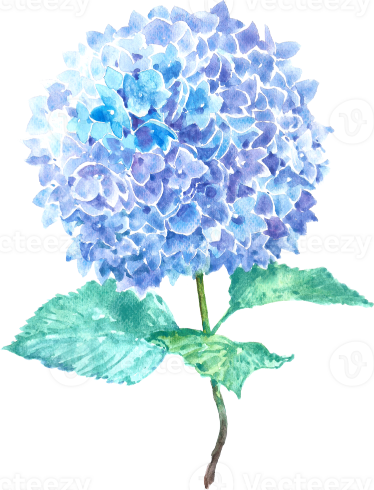 Hydrangea flower watercolor element png