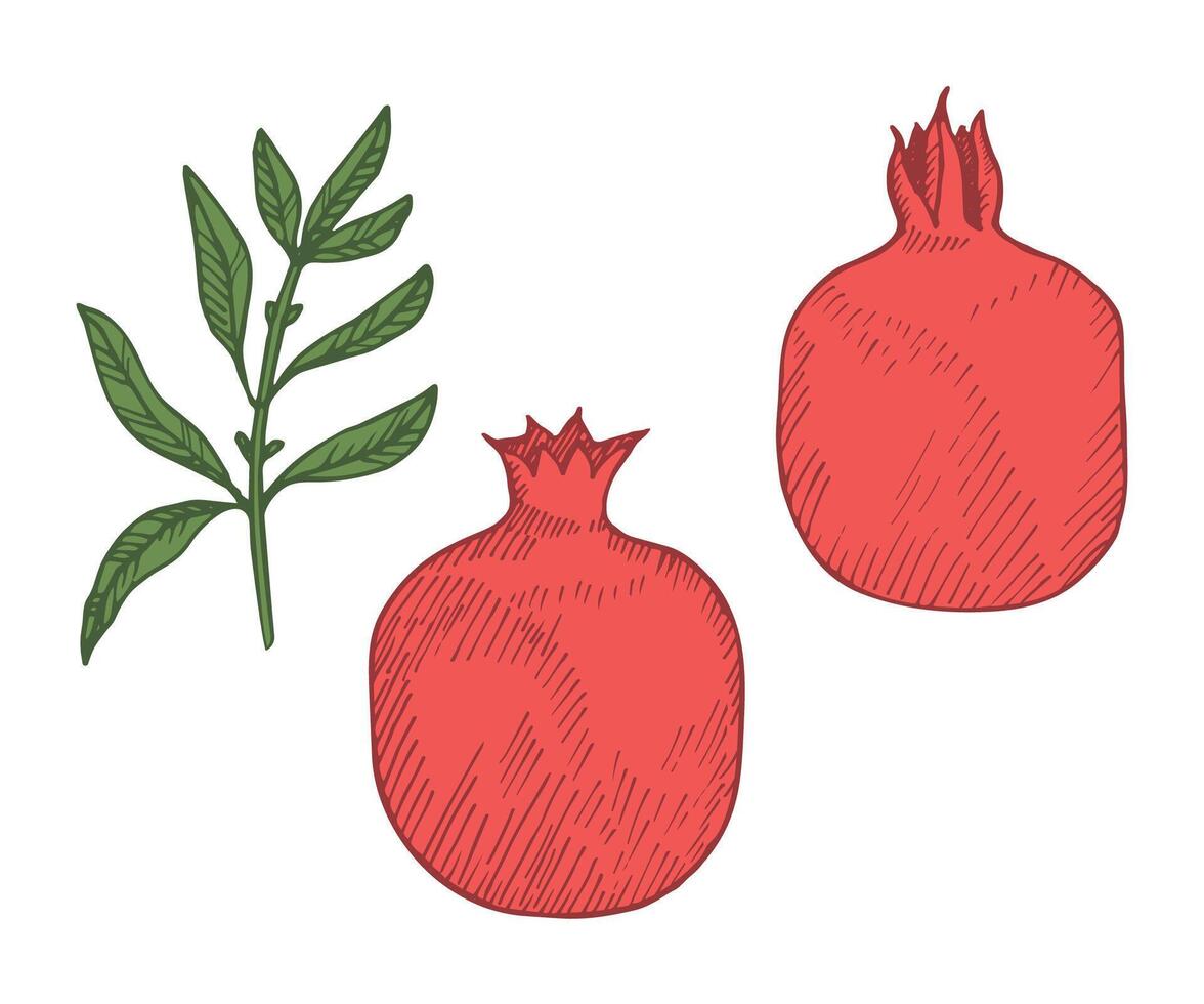 Illustration of Pomegranates on isolated background. Hand drawn engraved fruit and branch with leaves of juicy Garnet plant. Food, ingredient, medical. Design element for sign, logo, label vector