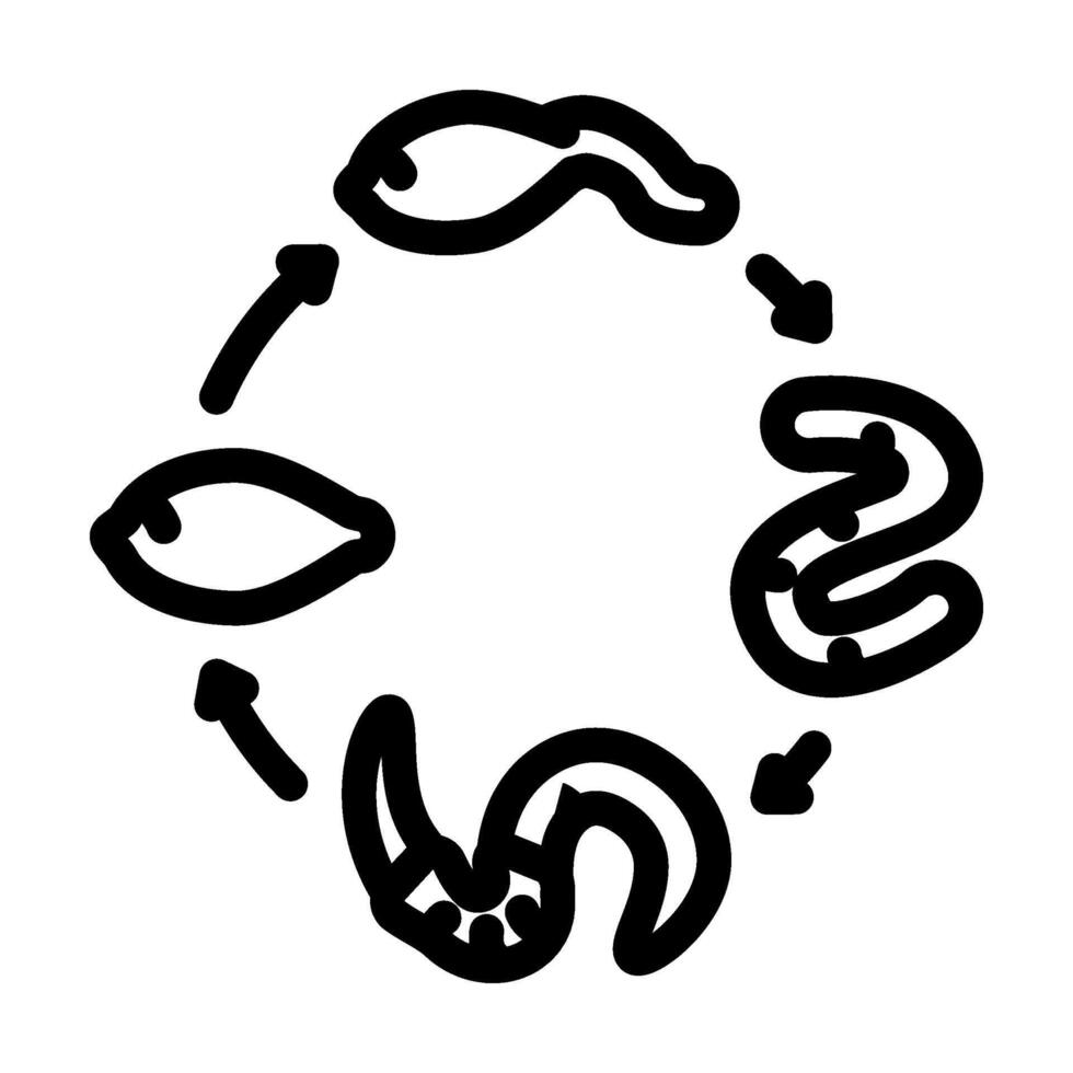 worm lifecycle parasite line icon illustration vector