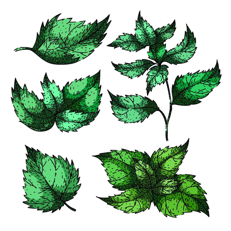 nettle set sketch hand drawn vector
