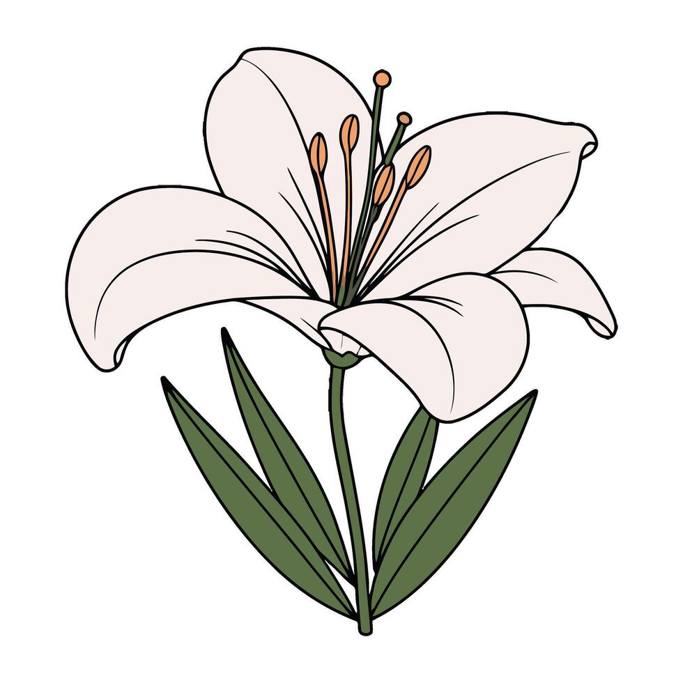 A white lily with green leaves on a white background vector