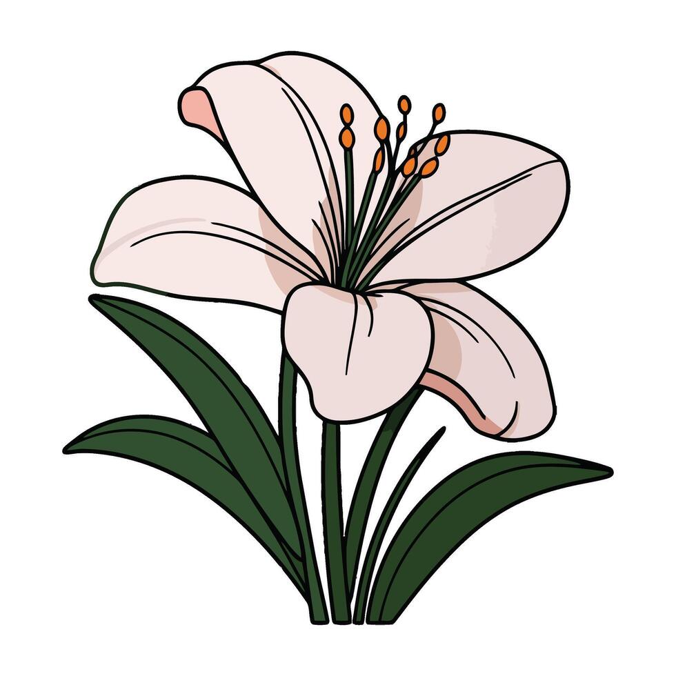 A lily flower is shown in this illustration vector