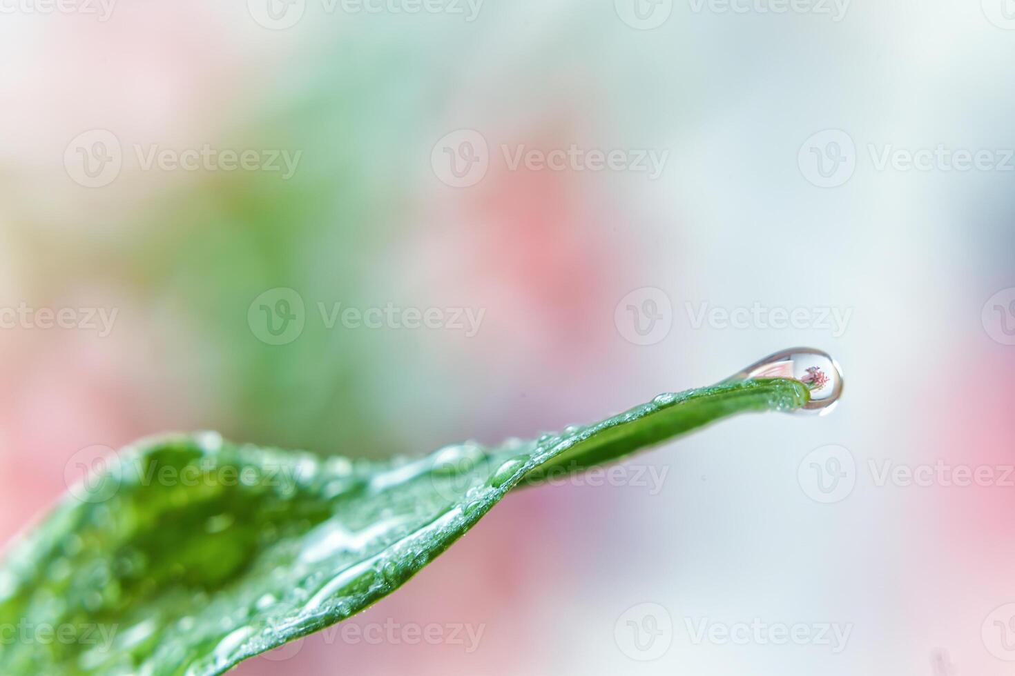 Dew on a leaf, a drop of water photo