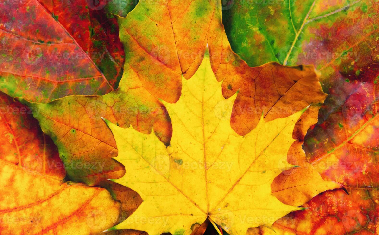 Autumn background of yellow and colored leaves, photo