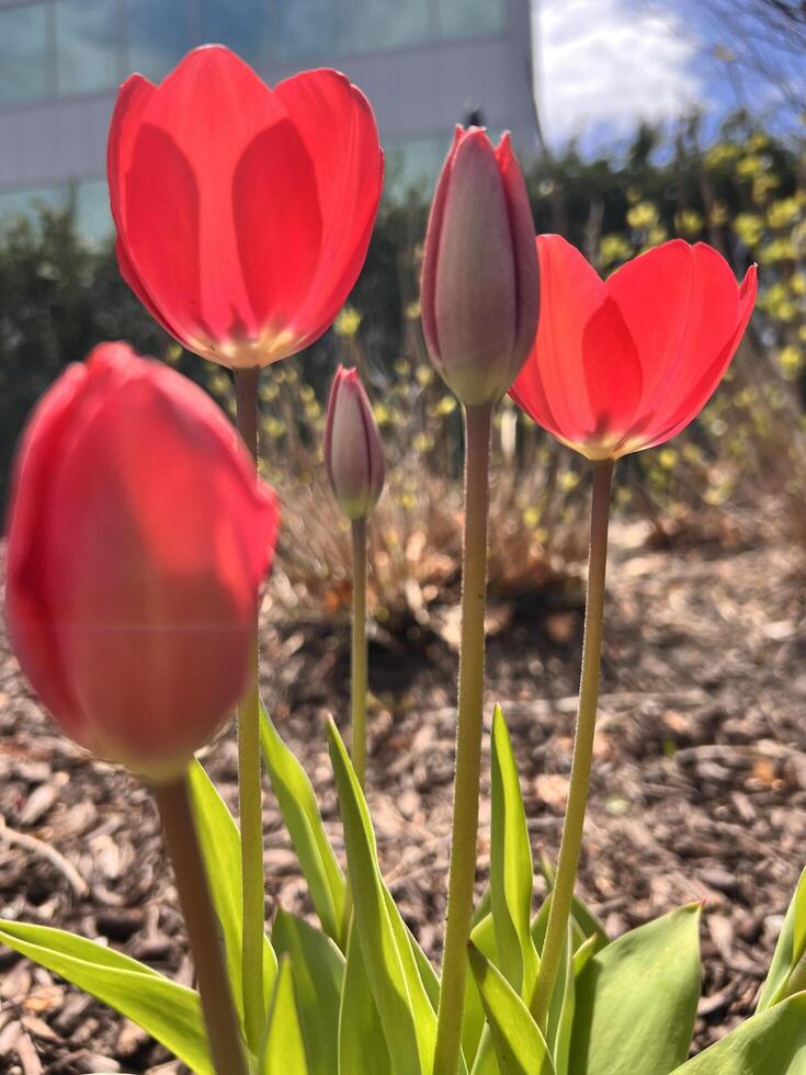 Red tulips in front of a building photo