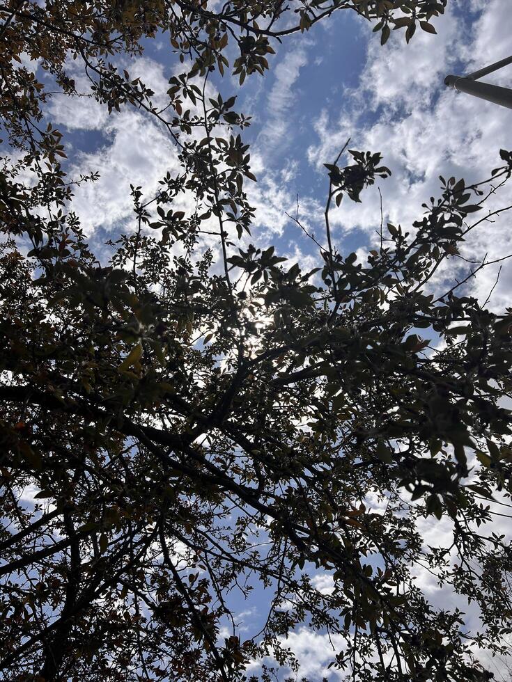 A view of the sky through the branches of a tree photo